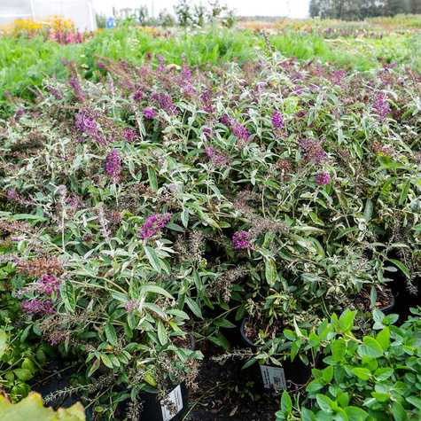 Budleja Dawida Summer Bird Magenta karłowa (C2)