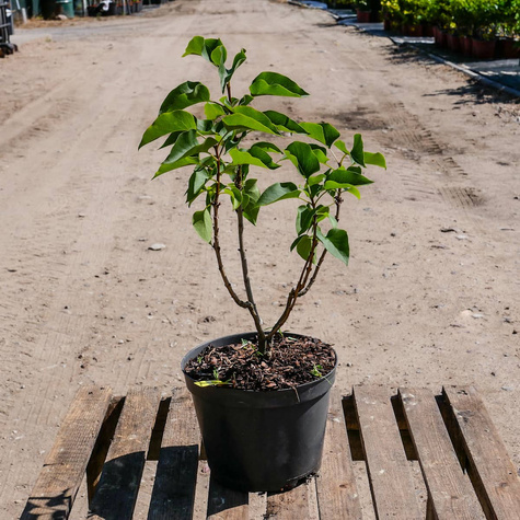 Lilak pospolity (C2)