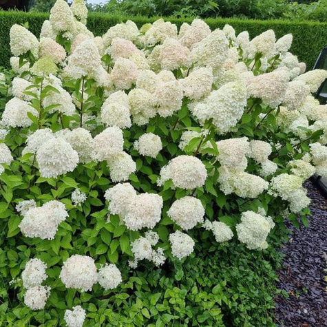 Hortensja bukietowa Grandiflora (C2)