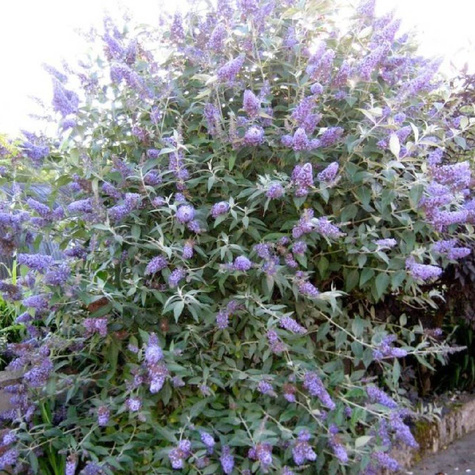 Budleja Dawida Lochinch (C2)