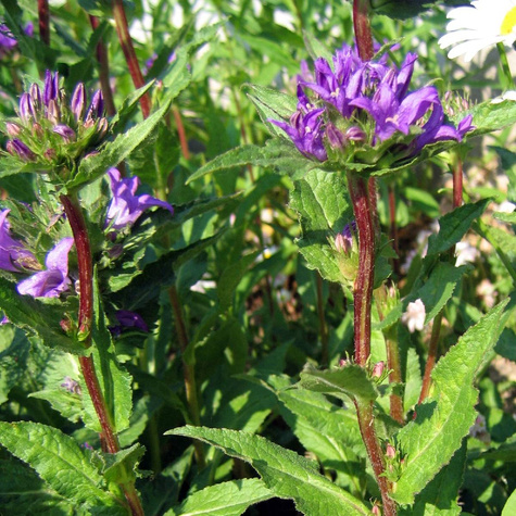 Dzwonek skupiony Acaulis (C2)