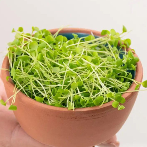 Rukola nasiona na kiełki 10g