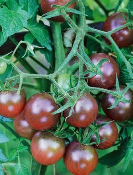 Pomidor gruntowy wysoki Black Cherry koktajlowy 0,2g