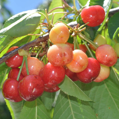 Czereśnia Żółta Najsłodsza Plant Pack
