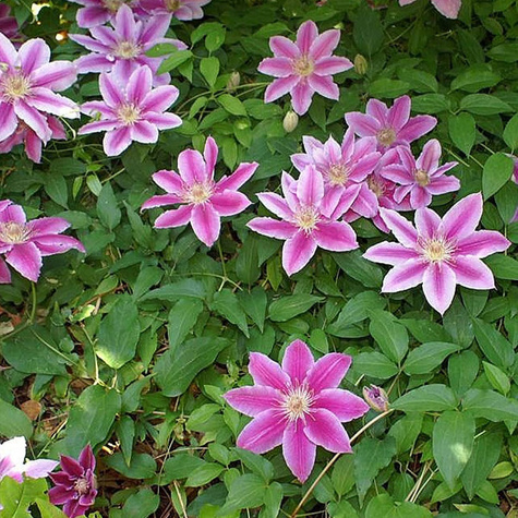 Powojnik Clematis wielkokwiatowy dr Ruppel P14