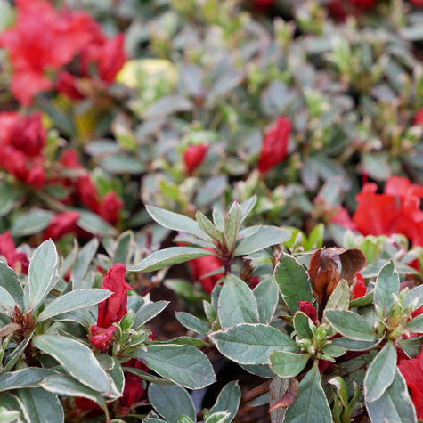 Azalia japońska Silver Queen (C2)