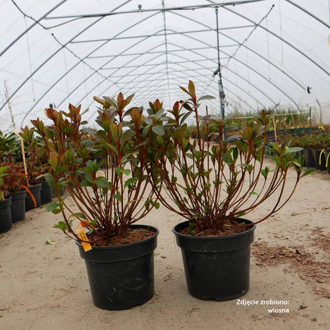 Azalia japońska Babuschka różowa pełna (C2)