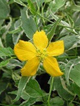 Złotlin japoński Variegata Cultivar