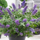 Budleja Dawida Summer Bird Sky Blue karłowa na balkon (C2)