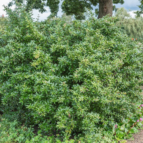 Berberys Juliany (C2)