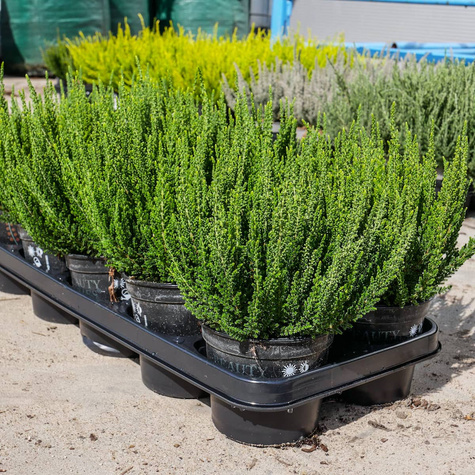 Wrzos pospolity biały pączkowy