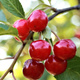 Wiśnia Sabina Plant Pack