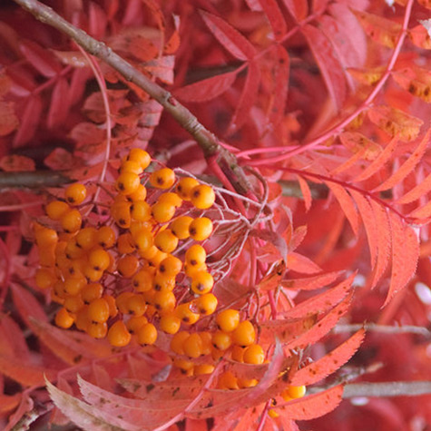 Jarząb kolumnowy Autumn Spire