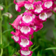 Penstemon Hartwegii Amelia Jayne (C2)