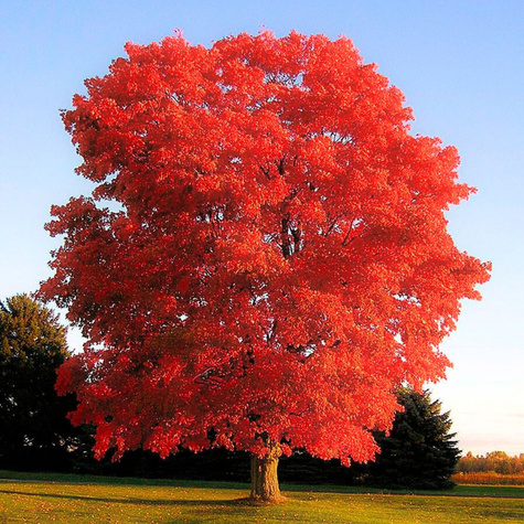 Dąb czerwony Quercus Rubra 