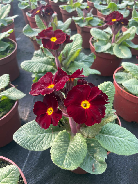 Prymulka wieloletnia burgundowa Pierwiosnek sadzonka w doniczce