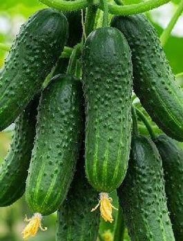 Ogórek gruntowy Śremski 45 ziaren nasiona otoczkowane