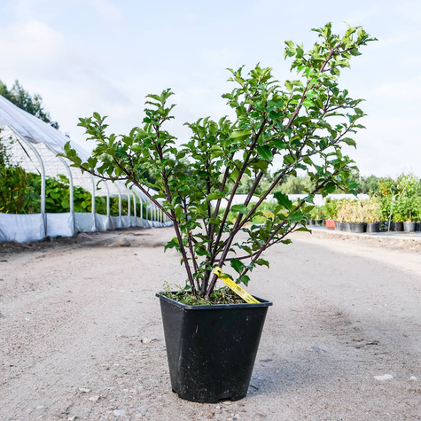 Ostrokrzew Blue Prince męski (C2)