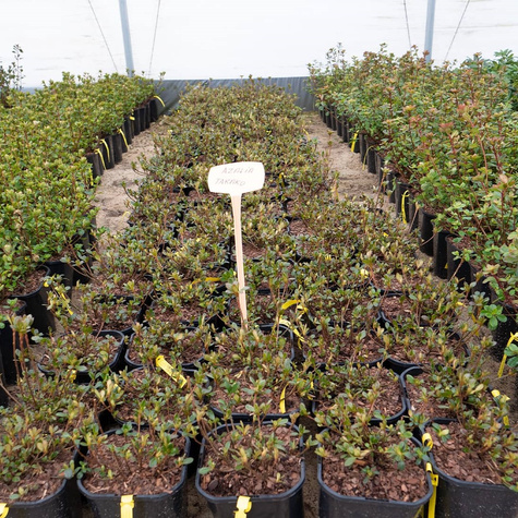 Azalia japońska Takako