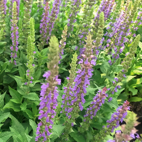 Szałwia omszona Ostfriesland (C2)