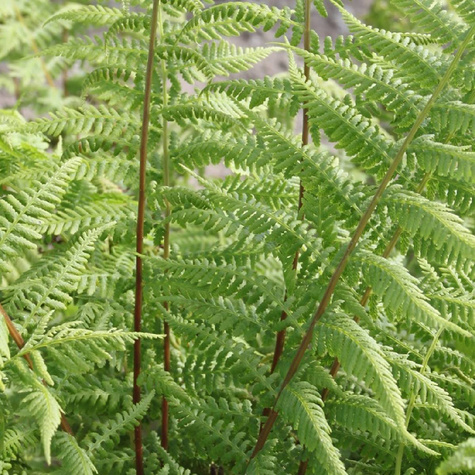 Wietlica samicza Paproć Lady in red (C2)