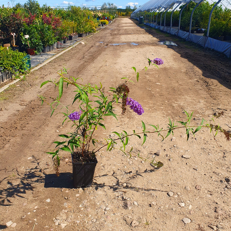 Budleja Davida Nanho Blue (C2)