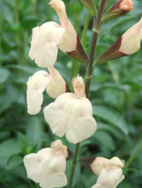 Szałwia greggii Mirage Cream (C2)