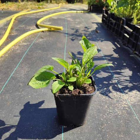 Rudbekia błyskotliwa (C2)