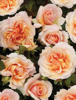 Róża Castle®Caerphilly (C2) 