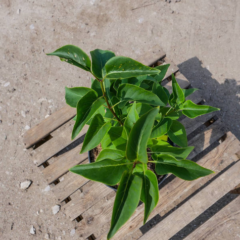 Lilak pospolity Znamya Lenina (C2)