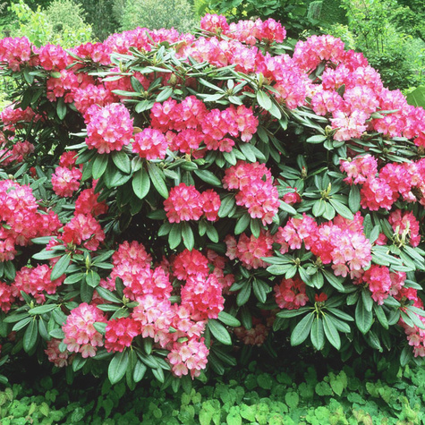 Rododendron Fantastica