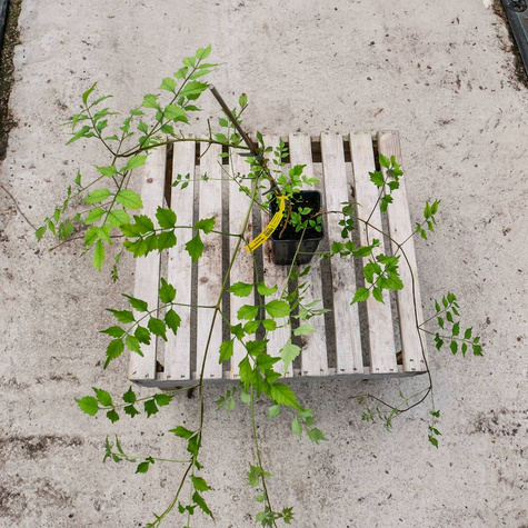 Milin amerykański Judy doniczka C2