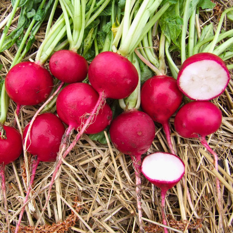 Rzodkiewka kulista Carmen uprawa w gruncie 5g