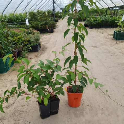 MINI KIWI Aktinidia Rogów (C2)