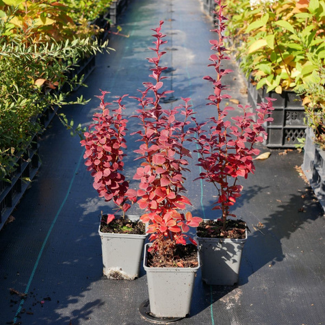 Berberys thunberga Chiquita (P9)