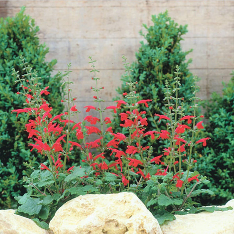 Szałwia Hot Trumpets (C2)