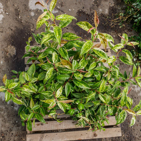 Kiścień Wawrzynowy Makijaż (C2)