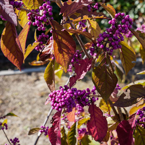 Pięknotka Bodiniera Gilarda Koralikowy Krzew (C2)