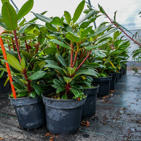 Rododendron Lumina (C2)