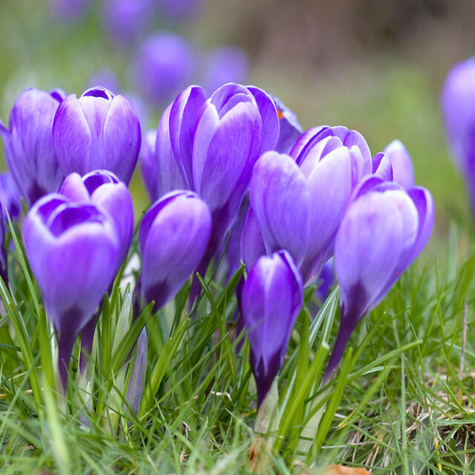 Krokus wiosenny wielkokwiatowy Szafran Grand Maitre fioletowy