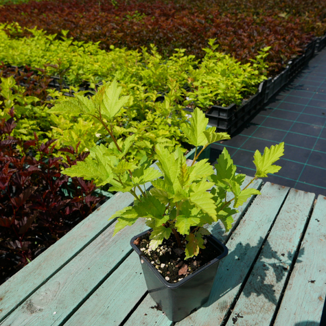 Pęcherznica kalinolistna Nugget (P9)