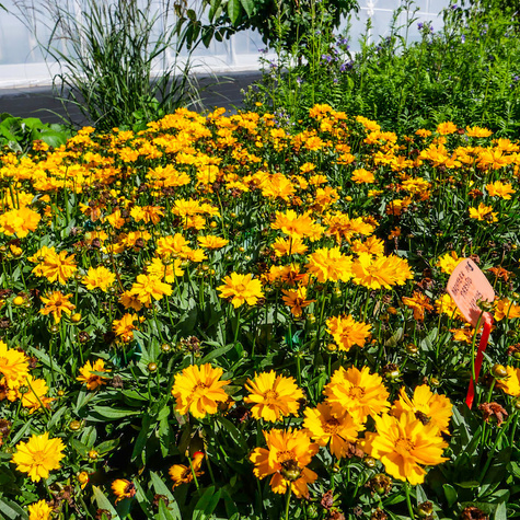 Nachyłek wielkokwiatowy Presto (P9)