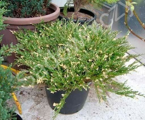 Jałowiec płożący Andorra Variegata