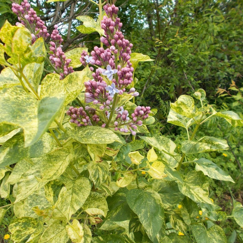 Lilak pospolity Aucubaefolia (C2)