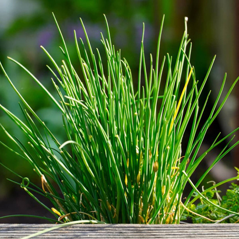 Cebula dymka szalotka Golden Gourmet 0,25kg