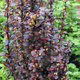 Berberys Thunberga Helmond Pillar (C1.7)