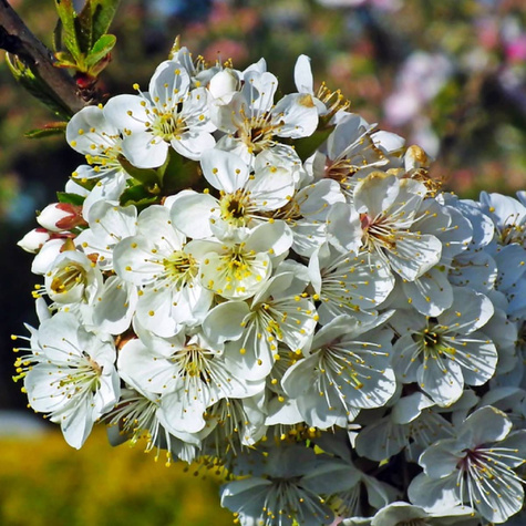 Czereśnia Schneidera Późna START PACK ®