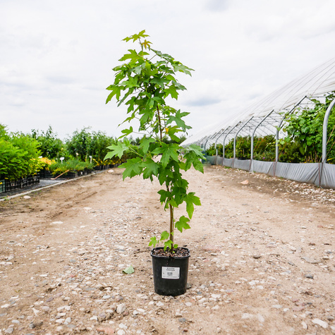 Ambrowiec balsamiczny Ambrowiec amerykański Styraks amerykański (C2)