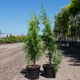 Thuja Tuja Żywotnik zachodni Columna (C2)