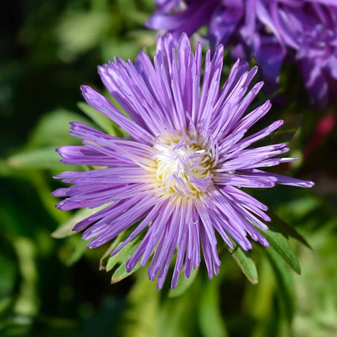 Aster chiński chryzantemowy wysoki fioletowy 1g